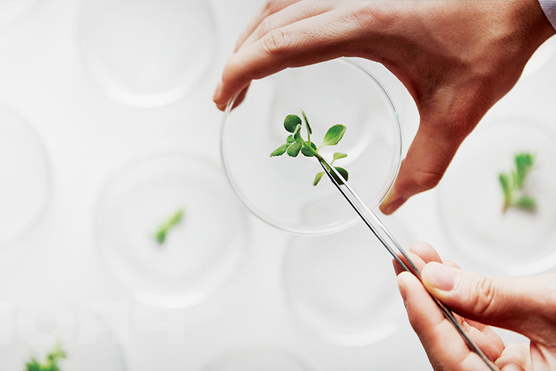 植酸在食品抗氧化、防腐中的應用